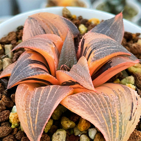 Haworthia Badia Matenrou Variegated