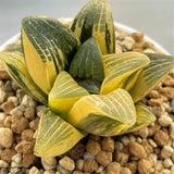 Haworthia Correcta Variegated Big and Thick Leaf Type