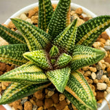 Haworthia Hard Leaf Koelmaniorum Hybrid Variegated