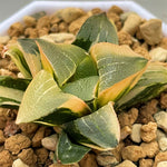 Haworthia Correcta Ohunabara Variegated