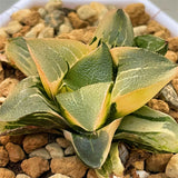 Haworthia Correcta Ohunabara Variegated