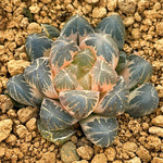 Haworthia Obtusa Pearl Reverse Variegated