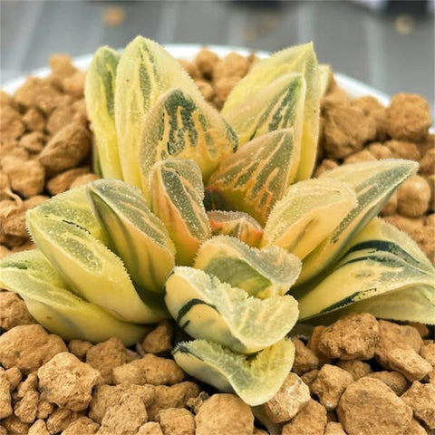 Haworthia Tyger RV
