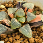 Haworthia Correcta Hetian NO. 1 Variegated