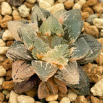 Haworthia Magic Thron Variegated