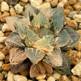 Haworthia Magic Thron Variegated