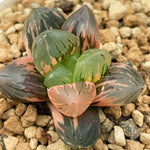Haworthia Obtusa Spouting Spring Big Leaf Type