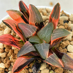 Haworthia Correcta Ice Surface Variegated