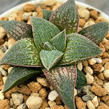 Haworthia Hybrid Type 'Koel-Beauty' Plant from Seeds