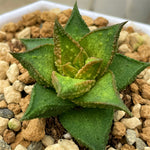 Hard Leaf Type Plant from Seeds