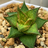 Hard Leaf Type Plant from Seeds