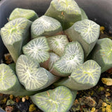 Haworthia Maughanii Shirotae Big Size Mother Plant