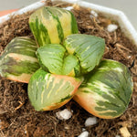 Haworthia Tropical Night Hybrid 'Colorful Ball' Variegated