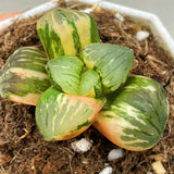Haworthia Tropical Night Hybrid 'Colorful Ball' Variegated