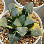 Haworthia Big Leaf Correcta Yamada Black Variegated