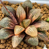Haworthia 'MANGEKYO' Variegated