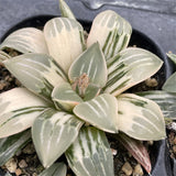 Haworthia Fog Fountain Variegated