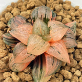 Haworthia KAURIJIMA Variegated