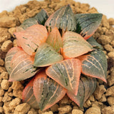 Haworthia KAURIJIMA Variegated