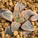 Haworthia Pygmaea 'WEST LAKE' Variegated