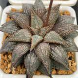Haworthia Hard Leaf Hybrid Seeds Planted