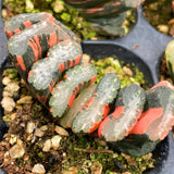 Haworthia Truncata Water Cube Variegated