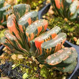 Haworthia Truncata Water Cube Variegated