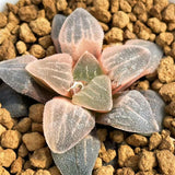 Haworthia Pygmaea 'WEST LAKE' Variegated