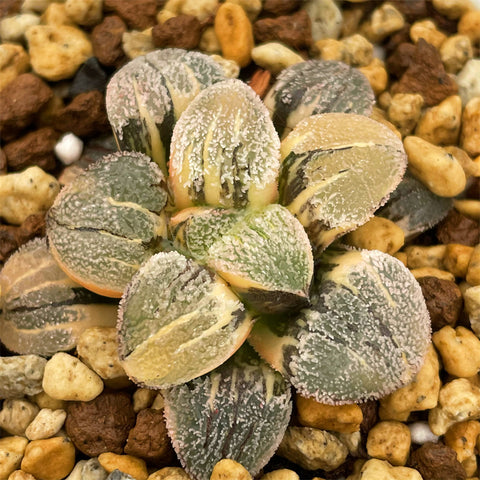 Haworthia Pygmaea Yukinosato Variegated