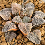 Haworthia Pygmaea Yukinosato Variegated