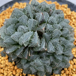 Haworthia Magic Thron Multihead Other