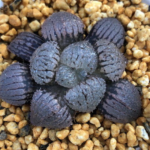 Haworthia 'Murasaki Taiyo' Other