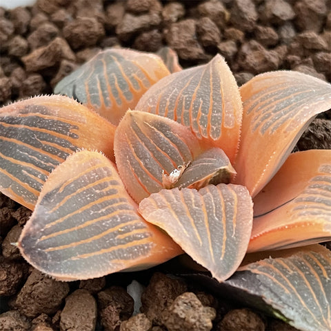 Haworthia Yaso-no-mori Reversed Variegated