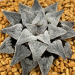 Haworthia Wimii Major