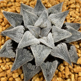 Haworthia Wimii Major