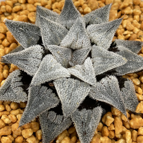 Haworthia Wimii Major