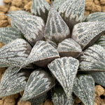 Haworthia Lovely Lady - other
