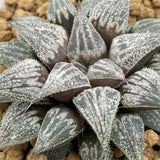 Haworthia Lovely Lady - other