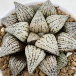 Haworthia Picta 'Haipy'