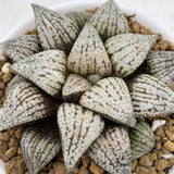 Haworthia Picta 'Haipy'
