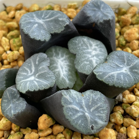 Haworthia Maughanii 'Verve'