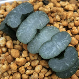 Haworthia Truncata 'Tanaka Yuuichi'
