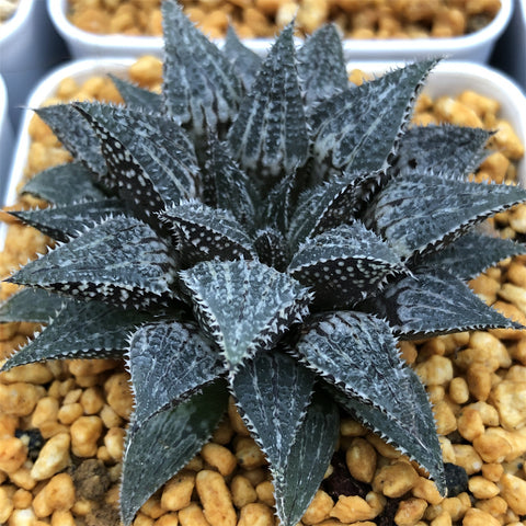 Haworthia Wimii 'Hatsushimo'