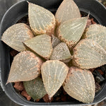 Haworthia Glass Picta
