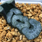Haworthia Truncata 'Nishihenmoku'
