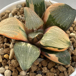 Haworthia Variegated 'Spring'