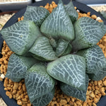 Haworthia Comptoniana Hagiwara