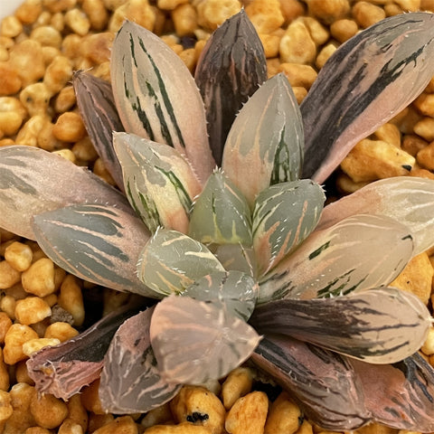 Haworthia OH variegated small size
