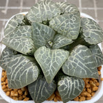 Haworthia Comptoniana  'Suisho'  Big Size
