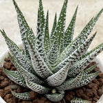 Haworthia Hard Leaf Simofuri